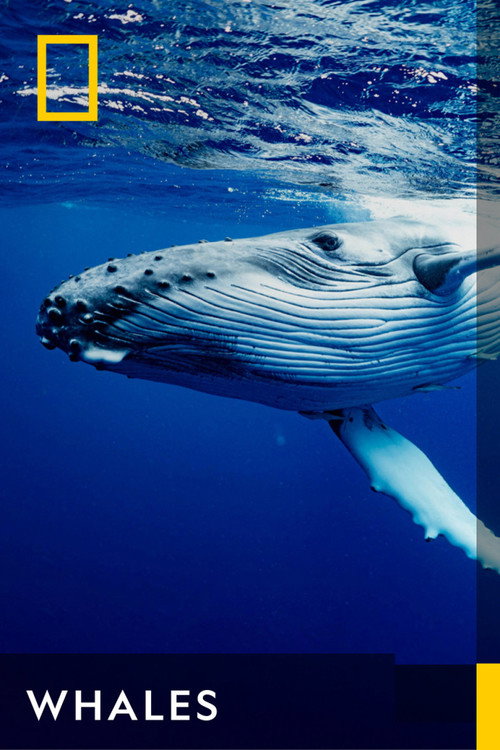 Whales poster